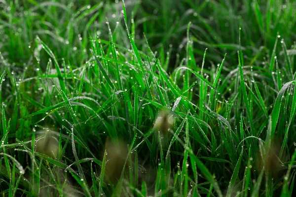 Primer Plano Hierba Fresca Espesa Con Gotas Agua Por Mañana —  Fotos de Stock