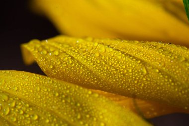 Üzerinde çiy damlaları olan ayçiçeği yapraklarının makro fotoğrafı yazın şafak vakti güneşin ışınlarıyla aydınlatılıyor.