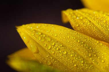 Üzerinde çiy damlaları olan ayçiçeği yapraklarının makro fotoğrafı yazın şafak vakti güneşin ışınlarıyla aydınlatılıyor.