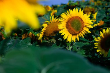 Yaz mevsiminde ayçiçeği. Seçici odak noktası. Ayçiçeği tarlası arka planda. Ayçiçeği dokusunu kapat. Organik ve doğal çiçek arkaplanı. Ekoloji, Organik Tarım, Küçük Tutma, Bahçecilik.