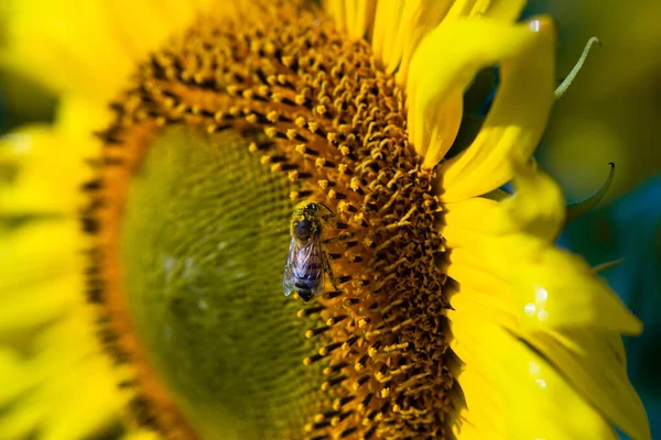 Honey bee covered with yellow pollen collecting sunflower nectar. Animal sitting at summer sun flower and collect for important environment ecology sustainability. Awareness of nature climate change