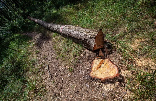 Вырубка Лесов Незаконная Вырубка Леса Вырубаю Деревья Кучи Дров Незаконное — стоковое фото