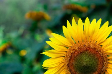 Yaz mevsiminde ayçiçeği. Seçici odak noktası. Ayçiçeği tarlası arka planda. Ayçiçeği dokusunu kapat. Organik ve doğal çiçek arkaplanı. Ekoloji, Organik Tarım, Küçük Tutma, Bahçecilik.