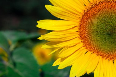 Yaz mevsiminde ayçiçeği. Seçici odak noktası. Ayçiçeği tarlası arka planda. Ayçiçeği dokusunu kapat. Organik ve doğal çiçek arkaplanı. Ekoloji, Organik Tarım, Küçük Tutma, Bahçecilik.