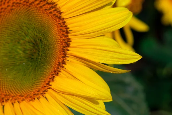 Yaz mevsiminde ayçiçeği. Seçici odak noktası. Ayçiçeği tarlası arka planda. Ayçiçeği dokusunu kapat. Organik ve doğal çiçek arkaplanı. Ekoloji, Organik Tarım, Küçük Tutma, Bahçecilik.