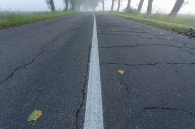 Issız bir yol. Yoğun sis altında eski ağaçlar var. Yerden görüş. Korku filmi konsepti.