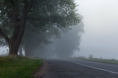 Güzel ama korkunç bir yol. Yoğun sis altında eski ağaçlar var. Korku filmi konsepti.