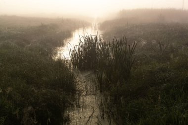 Güneşin altında taze yeşil çimenleri olan harika sisli bir nehir. Güneş ağaçların arasından ışıldıyor. Dramatik renkli bir manzara. Yazın güneşin doğuşunda sakin bir nehir.