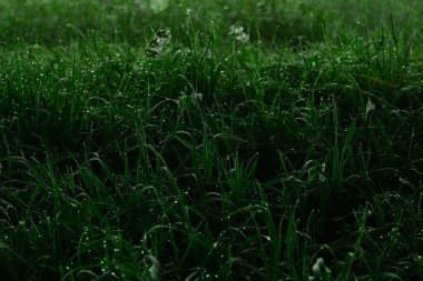 Yazın erken saatlerinde su damlalarıyla birlikte taze, kalın çimenleri kapayın.