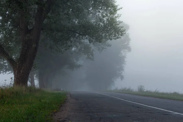 Hermoso Pero Terrible Camino Desierto Con Árboles Viejos Largo Niebla —  Fotos de Stock