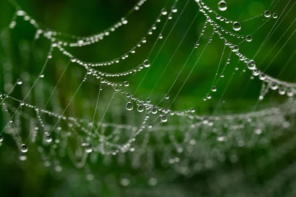 有露珠的蜘蛛网 清早在绿草上 — 图库照片