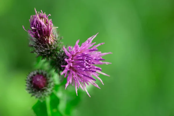 Bees Pollinating Thistle Flowers Summertime Morning — Stock Photo, Image