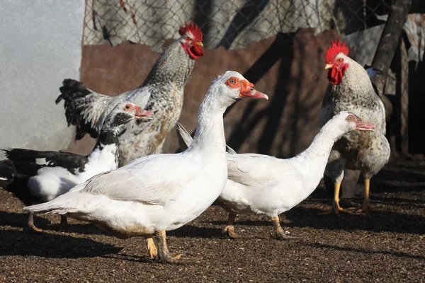 Patos y gallos, aves de corral Imagen De Stock