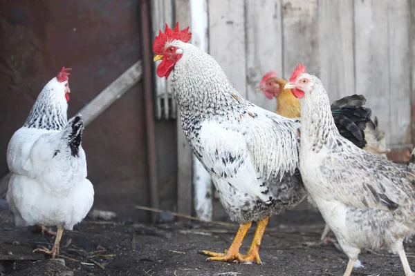 Gallo y gallinas, aves de corral Imagen De Stock