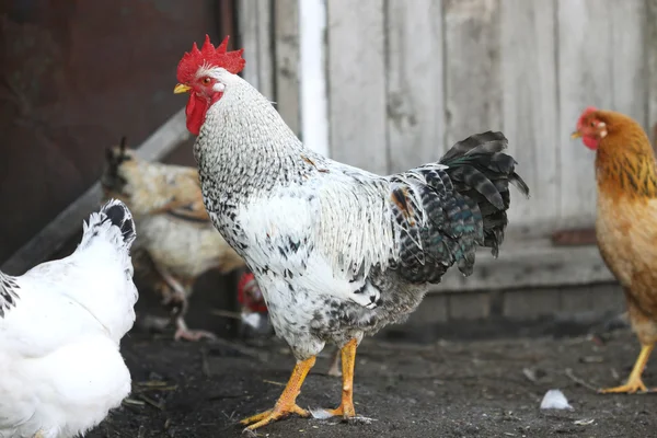 Hahn und Hühner, Geflügel Stockbild