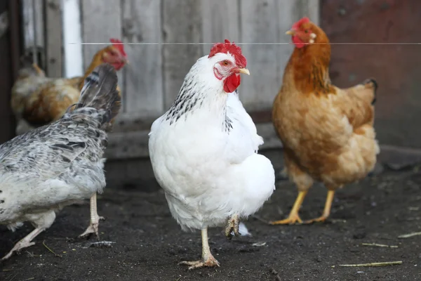 Hühner, Nutzgeflügel lizenzfreie Stockbilder