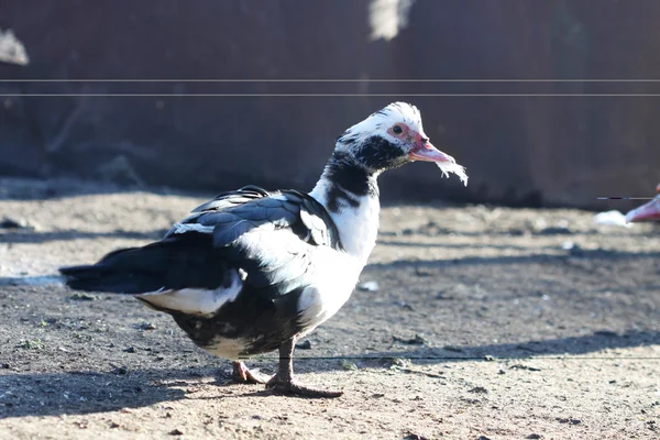 Enten- und Geflügelfarm Stockbild