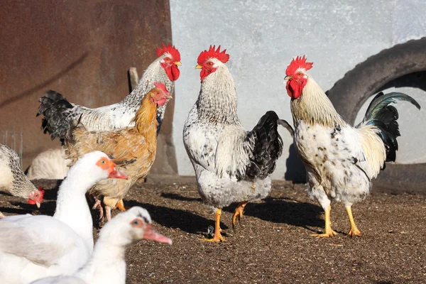 公鸡，农场院子里的家禽 免版税图库照片
