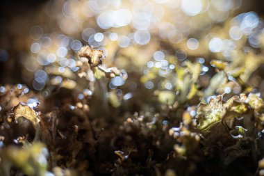 Bakışlar, çimenlerdeki damlalar.