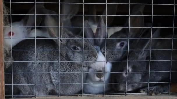 Young Rabbits Sit Bars Captivity — Stock Video