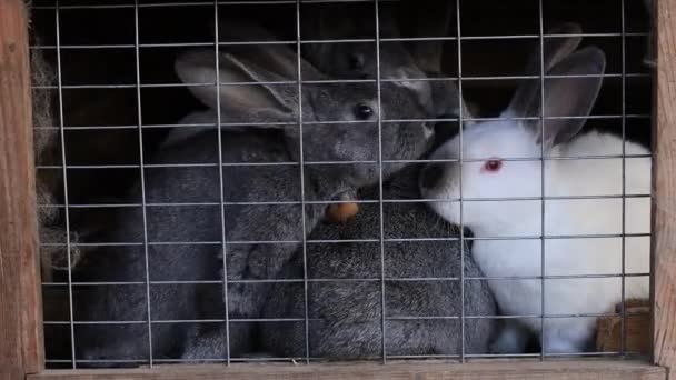 Young Rabbits Sit Bars Captivity — Stock Video