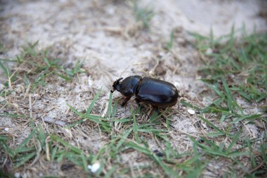 Gergedan böceği kumsalda sürünüyor.