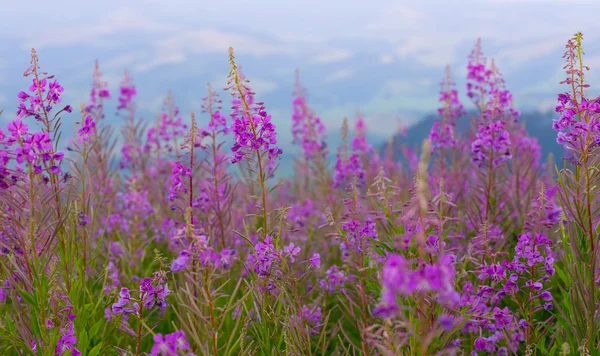 Blommor på bergen — Stockfoto