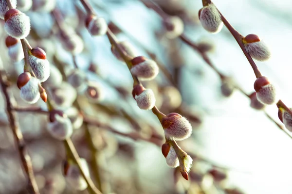 Primavera a a a — Fotografia de Stock