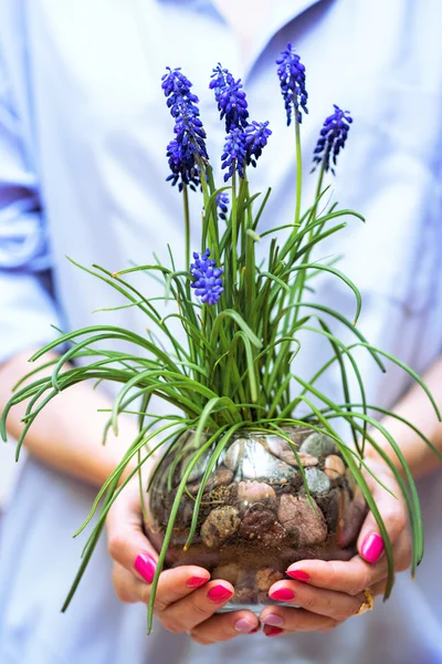 Hyacinthus em mãos de mulher — Fotografia de Stock