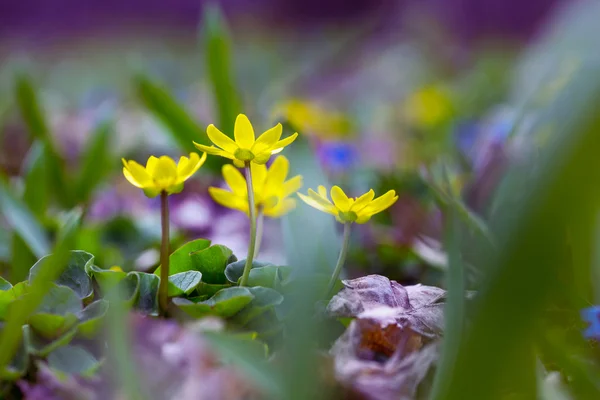 Gula blommor en — Stockfoto