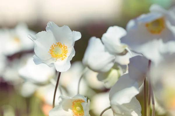 Anemone närbild — Stockfoto