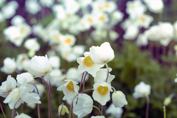 Anemone close-up — Stockfoto