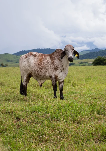 Vaches brésiliennes sur un pâturage — Photo