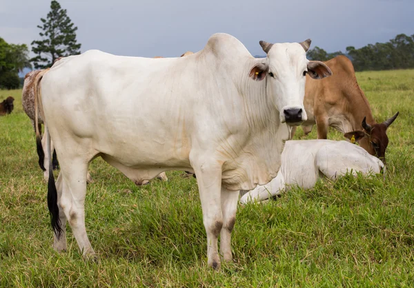 Vacas brasileiras em um pasto — Fotografia de Stock