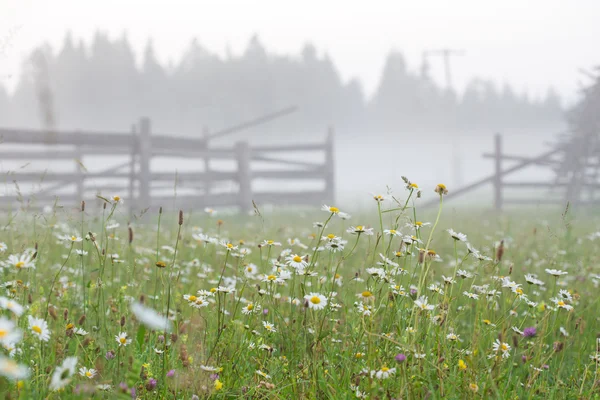 Marguerites du matin a — Photo