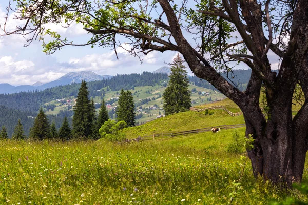 Tree on a hill — Stock Photo, Image