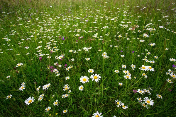 Gänseblümchen auf einem Feld — Stockfoto