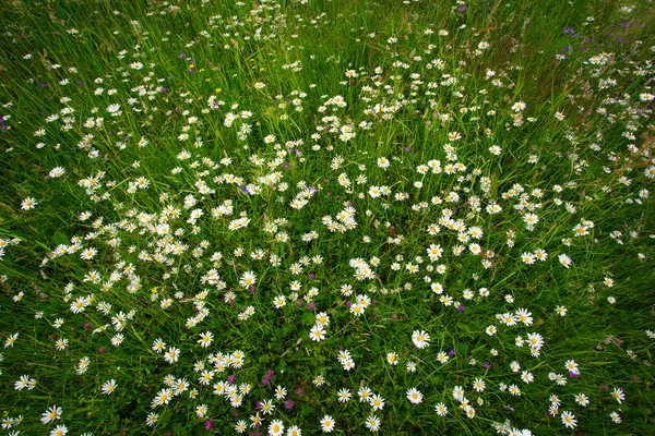 Daisies on a field — Stock Photo, Image