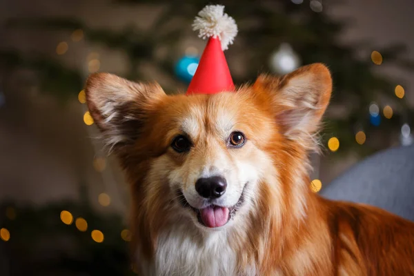 Natale Bello Corgi Soffice Cane Sullo Sfondo Del Tre Natale — Foto Stock