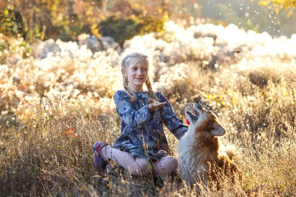 秋の公園で美しい楽しい金髪の女の子とコーギーふわふわ — ストック写真
