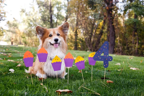 Yeşil Çimenlikteki Güzel Corgi Fluffy Nin Doğum Günü Arka Grubunda — Stok fotoğraf