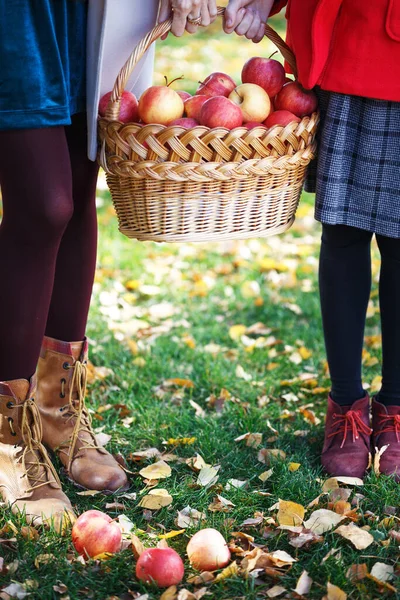 Οικογενειακή Συγκομιδή Κορίτσι Κρατά Ζουμερά Μήλα Κοντά Καλάθι Μήλα Στην — Φωτογραφία Αρχείου