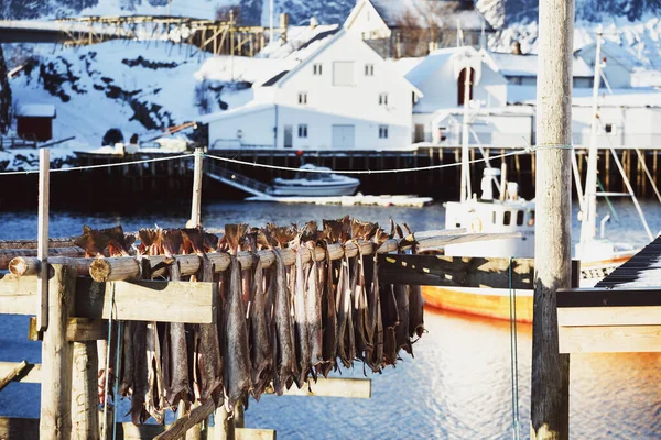 Sušené Hlavy Tresky Visící Sušícím Stojanu Lofotenské Ostrovy Norwa — Stock fotografie