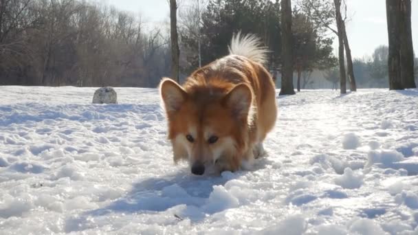 Divertido Corgi Peludo Cachorro Caminando Aire Libre Día Invierno — Vídeo de stock