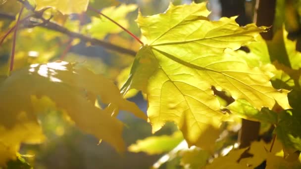 Schöne Bunte Herbst Ahornblätter Aus Nächster Nähe — Stockvideo