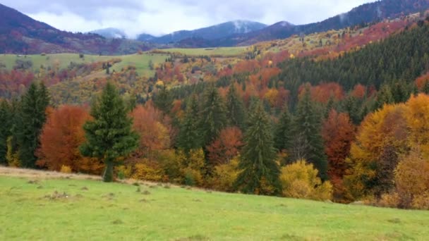 Parlak Renkli Ağaçlarla Sonbahar Ormanının Üzerinde Uçuyor — Stok video