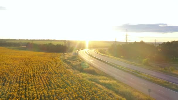 Highway Road Sunflower Field Illuminated Beams Setting Sun Aerial View — Stock Video