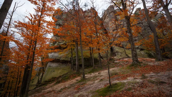 A乌克兰喀尔巴阡山脉的矮灌木岩石 — 图库照片