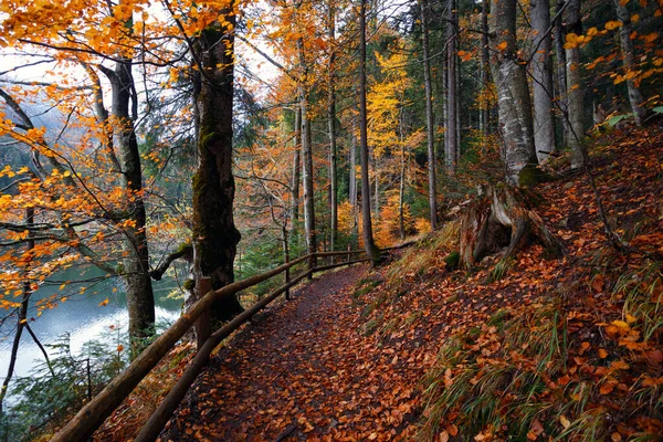 Percorso Piedi Intorno Lago Nelle Fores Autunnali — Foto Stock