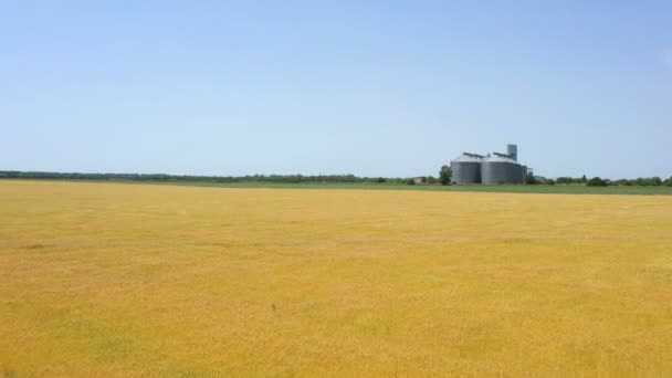 Moderne Getreidesilos Aufzug Auf Dem Feld Der Goldenen Weizen Luftaufnahme — Stockvideo